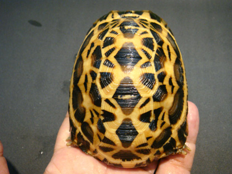 キバラクモノスガメ(5)