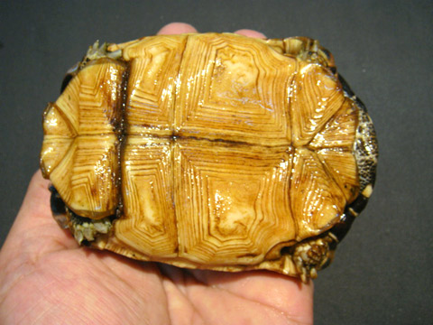 キバラクモノスガメ(6)