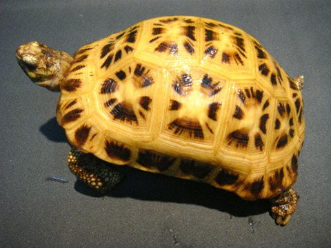 キバラクモノスガメ(7)