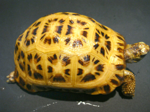 キバラクモノスガメ(8)