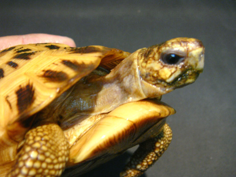 キバラクモノスガメ(10)