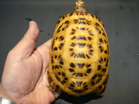 キバラクモノスガメ(11)