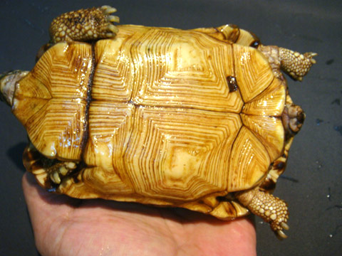 キバラクモノスガメ(12)