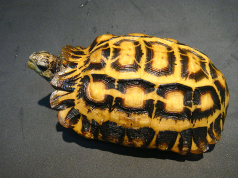 りくがめ 爬虫類図鑑 カメ図鑑（リクガメ）