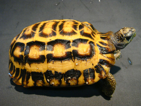 ヒラオリクガメ(2)