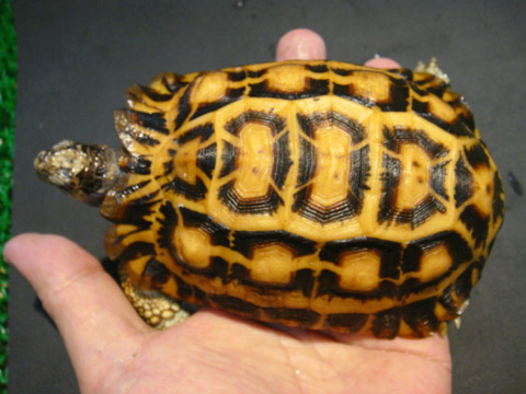 ヒラオリクガメ(4)