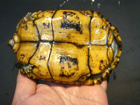 ヒラオリクガメ(6)