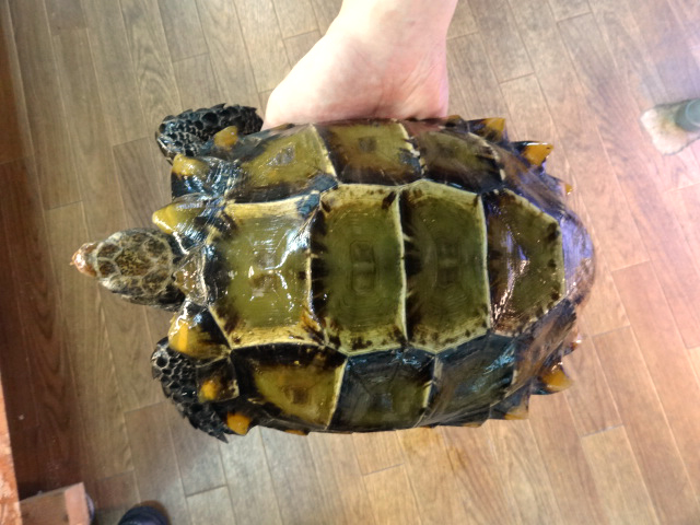 インプレッサムツアシガメ