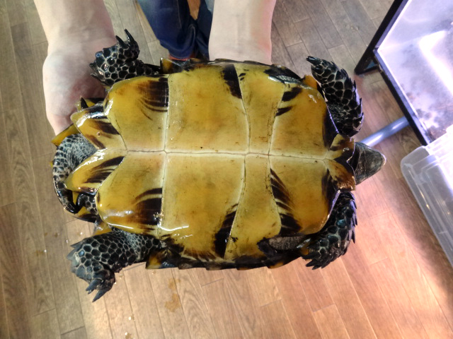 インプレッサムツアシガメ(4)