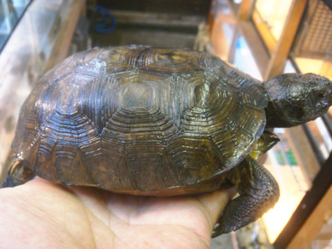 アナホリゴファーガメ(1)