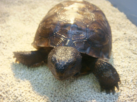 アナホリゴファーガメ(2)