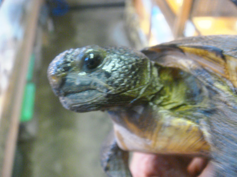 アナホリゴファーガメ(3)