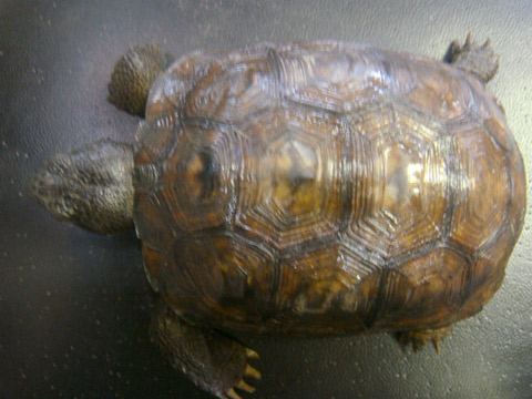 アナホリゴファーガメ(4)