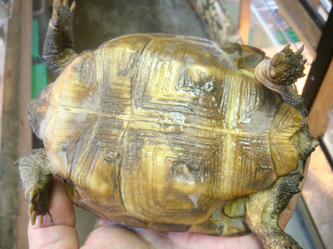 アナホリゴファーガメ(5)