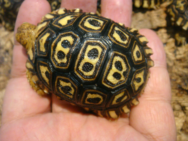 ナミビアヒョウモンリクガメ(10)