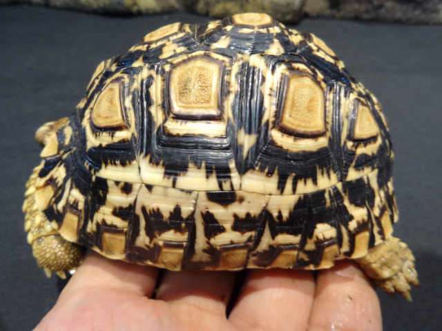 ヒョウモンリクガメ(5)