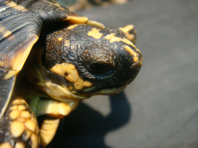 インドホシガメ(6)