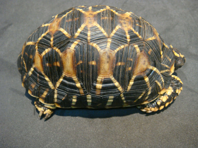 インドホシガメ(5)