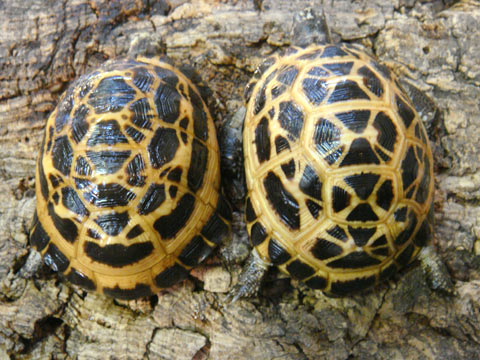 りくがめ 爬虫類図鑑 カメ図鑑（リクガメ）