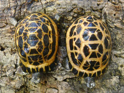 キタクモノスガメ(2)