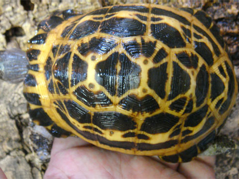 キタクモノスガメ(3)