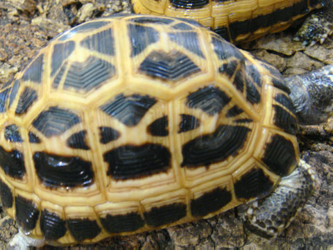 キタクモノスガメ(4)