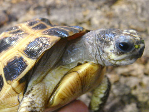 キタクモノスガメ(5)