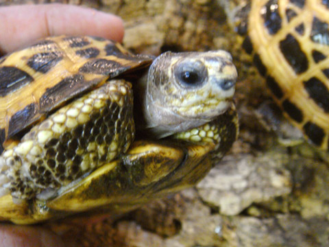 キタクモノスガメ(6)