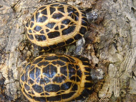 キタクモノスガメ(7)