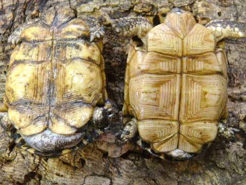 キタクモノスガメ(8)