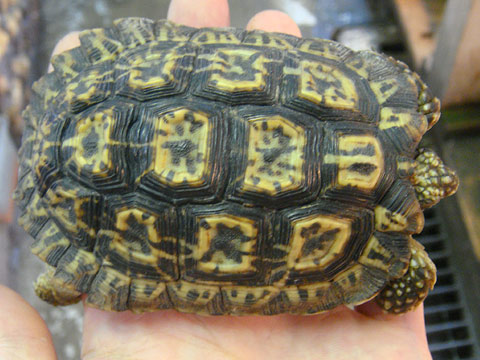 シモフリヒラセリクガメ(1)