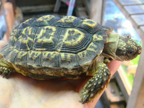 シモフリヒラセリクガメ(2)