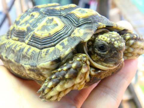 シモフリヒラセリクガメ(3)