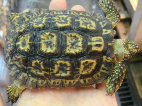 シモフリヒラセリクガメ(5)