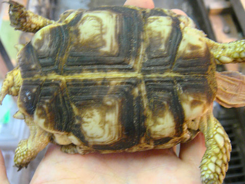 シモフリヒラセリクガメ(4)