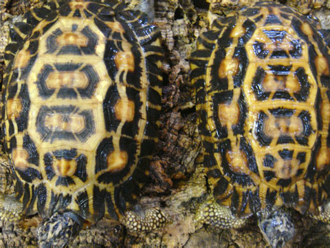 ヒラオリクガメ(8)