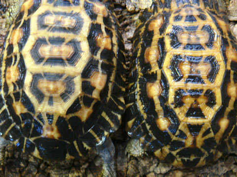 ヒラオリクガメ(7)