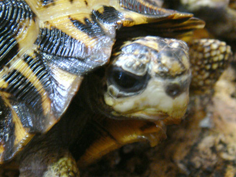 ヒラオリクガメ(9)