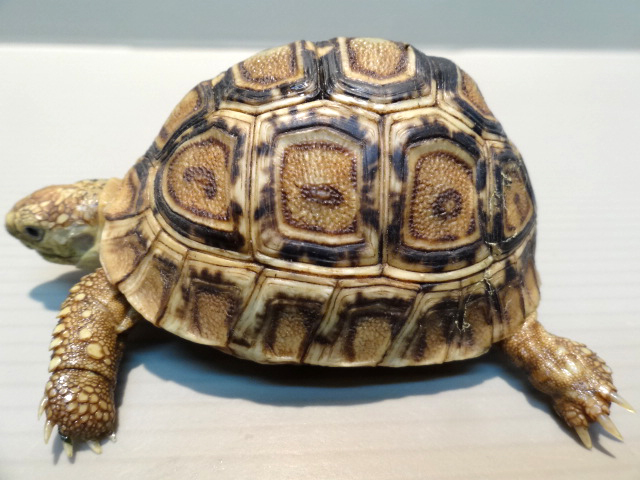 ヒョウモンリクガメ(6)