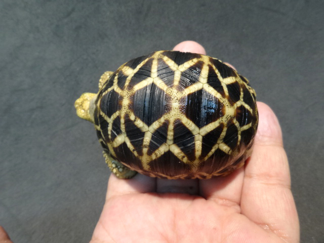 ビルマホシガメ(9)