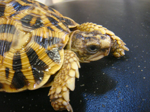 ノコヘリヤブガメ(2)