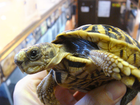 ノコヘリヤブガメ(3)