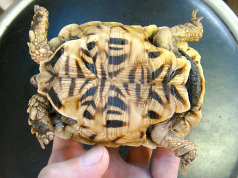 ノコヘリヤブガメ(4)