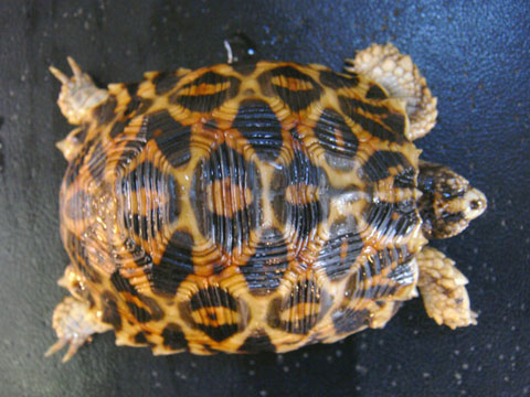 ノコヘリヤブガメ(5)