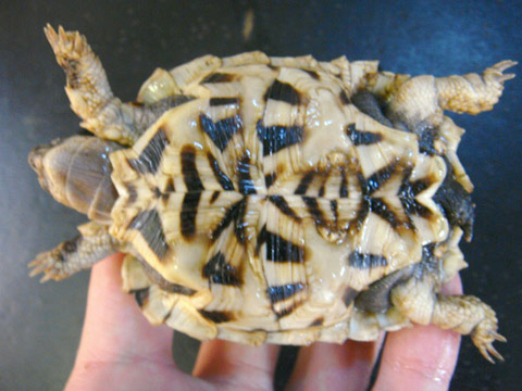 ノコヘリヤブガメ(8)