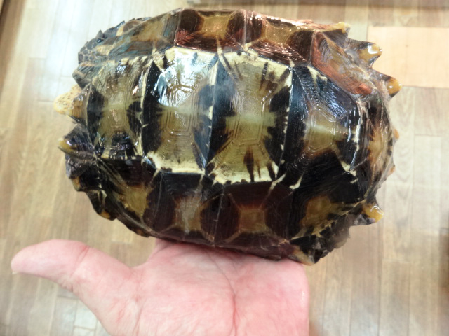 インプレッサムツアシガメ(6)