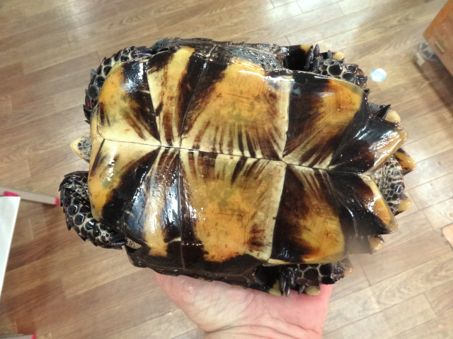 インプレッサムツアシガメ(8)