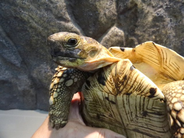 ヒョウモンリクガメ(10)