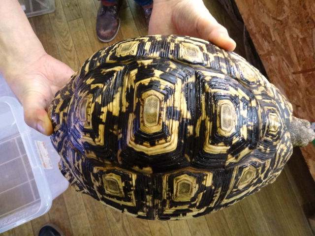 ヒョウモンリクガメ(11)