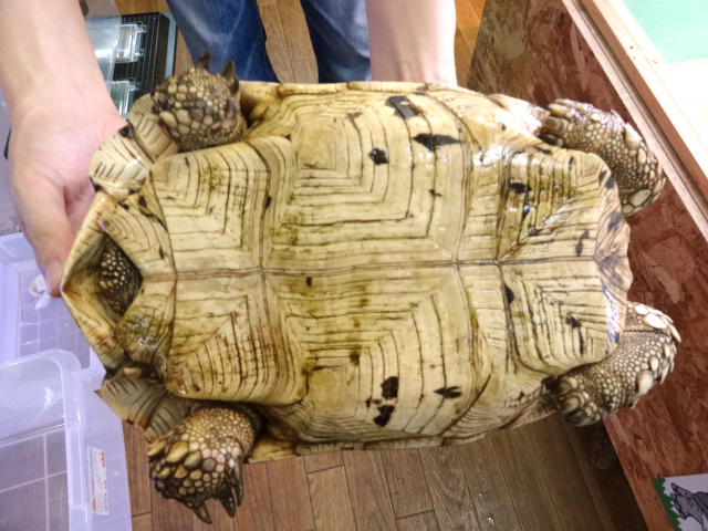 ヒョウモンリクガメ(12)